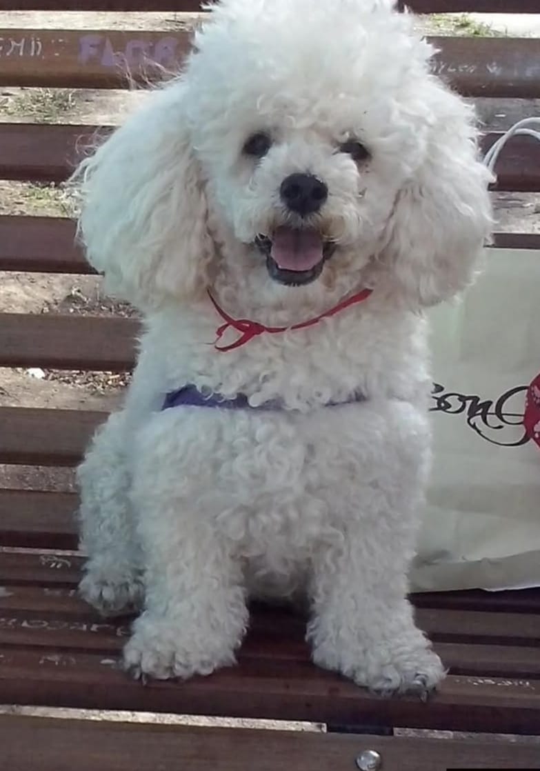 Imagen de publicación